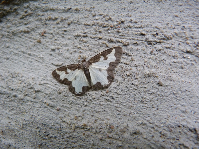 Lomaspilis marginata ? Lomasp10