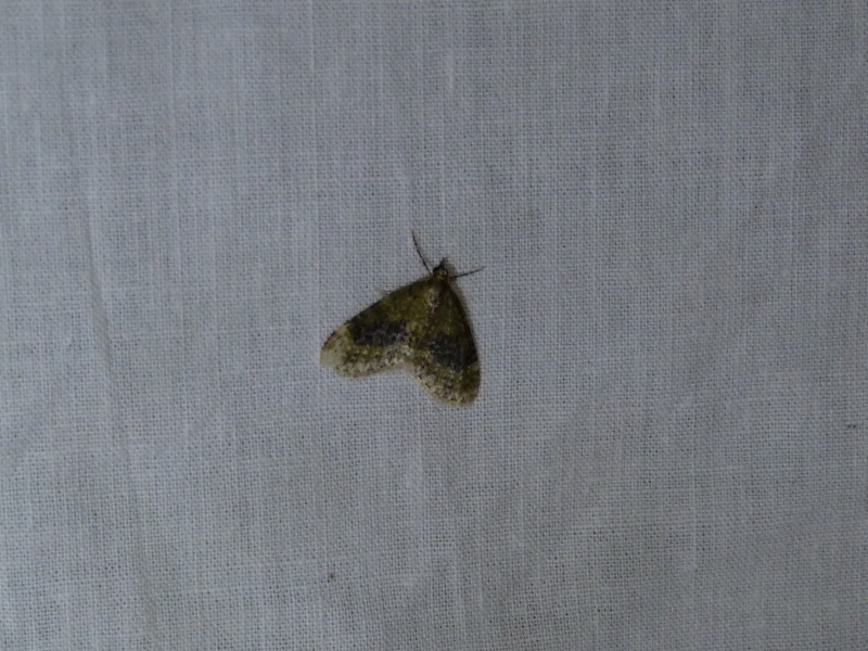 Acasis viretata...et Eupithecia....... P1260612