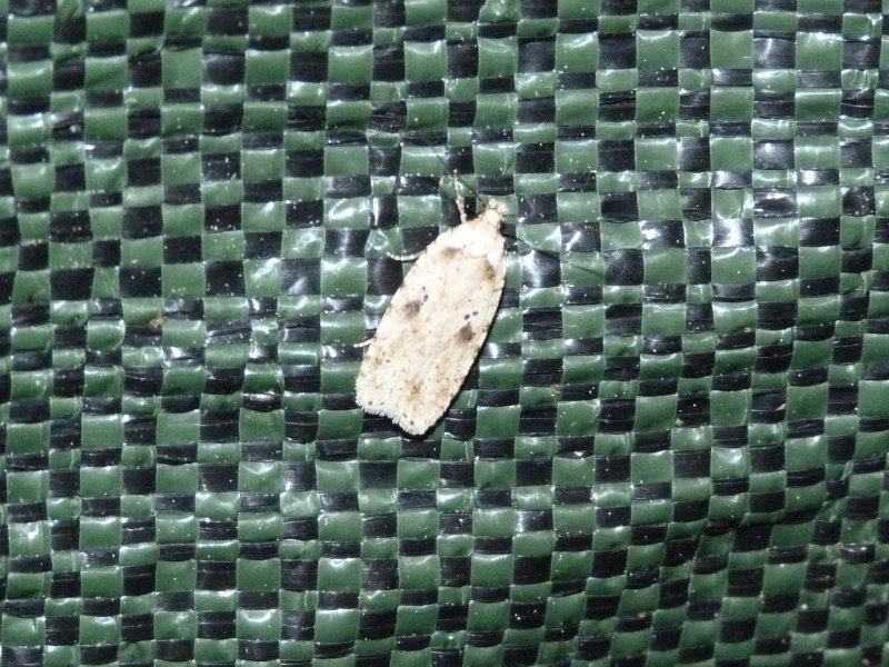 Micro inconnu....Agonopterix arenella P1280215