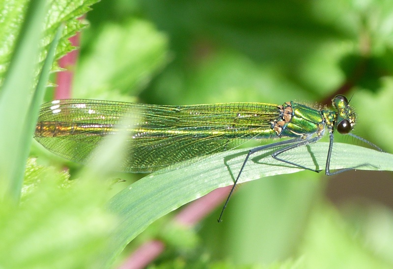 [Calopteryx splendens & C. virgo] Mr et Mme Calopteryx  P1280813