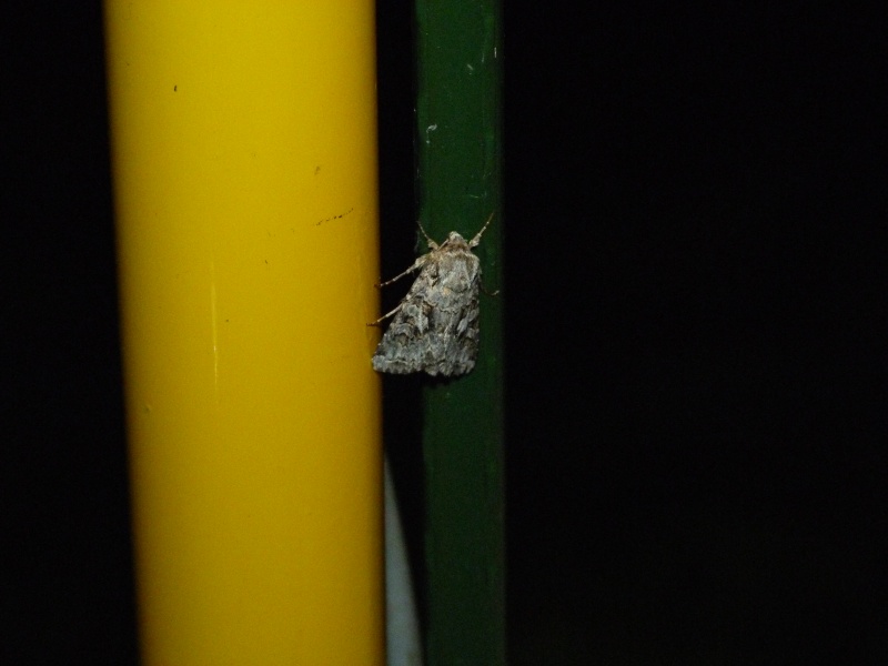 Noctuelle - Hada plebeja dite La Noctuelle dentine et Hecatera bicolorata P1300711