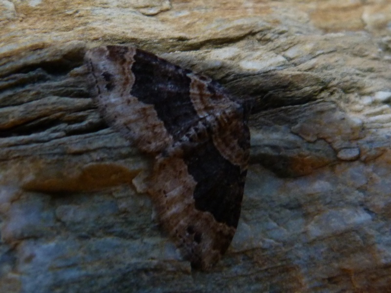 Géomètres du 7 mai...Xanthorhoe ferrugata, Macaria alternata, Asthena albulata Xantho10