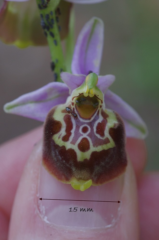 Ophrys fuciflora subsp montis-aviarii "O Mont des Oiseaux" Imgp1910