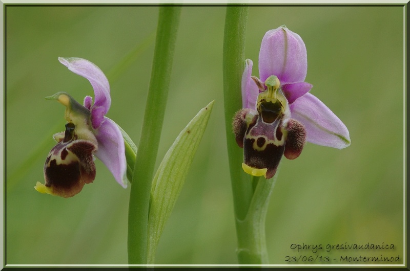 Ophrys gresivaudanica ( Ophrys du Grésivaudan ) Imgp2619