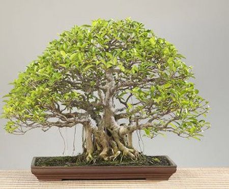 Ficus Ginseng Bonsai10