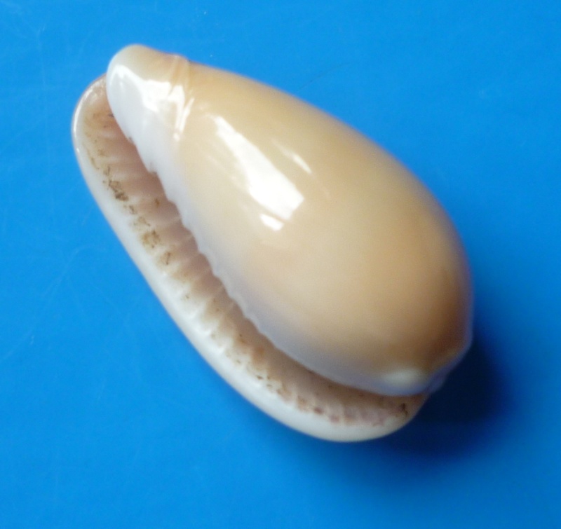 Persicula cornea (Lamarck, 1822) Cornea12