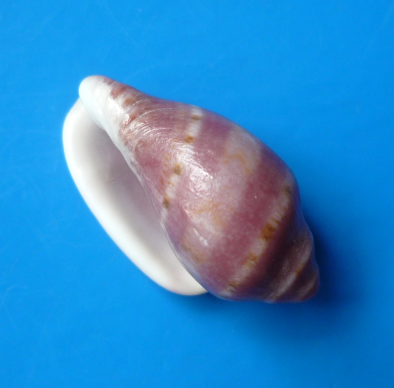 Marginella ornata Redfield, 1870 Ornata11