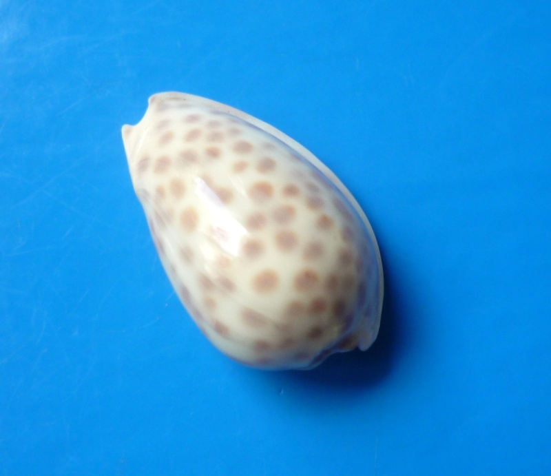 Persicula persicula (Linnaeus, 1758) Persic10