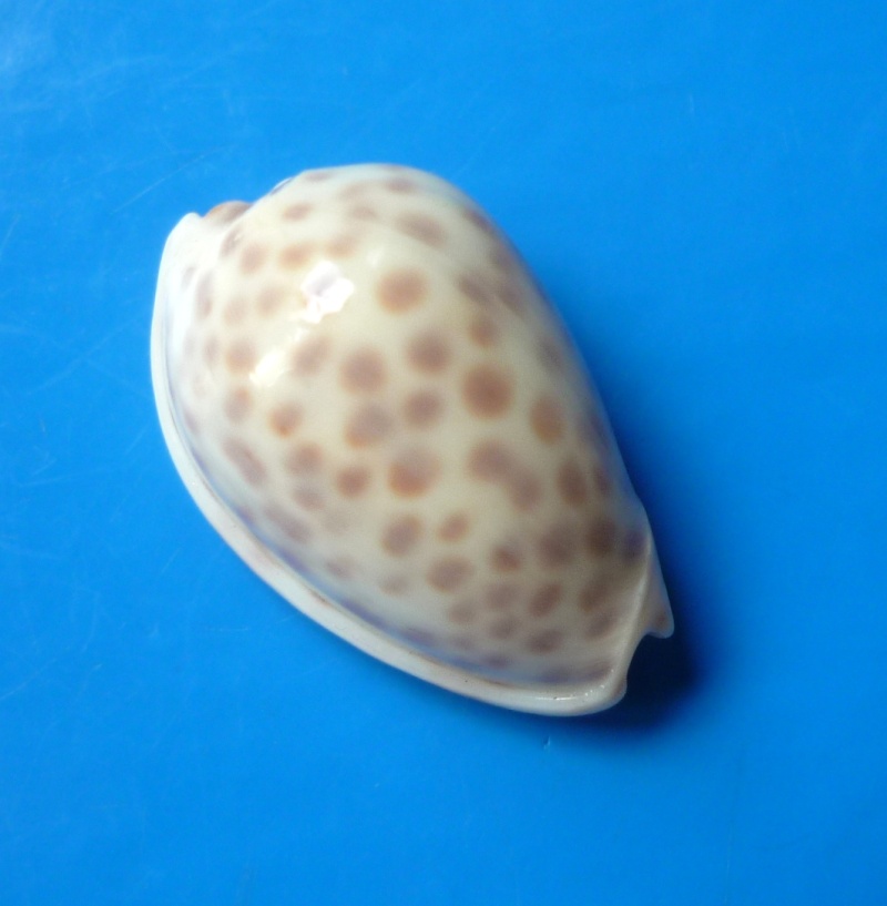 Persicula persicula (Linnaeus, 1758) Persic12