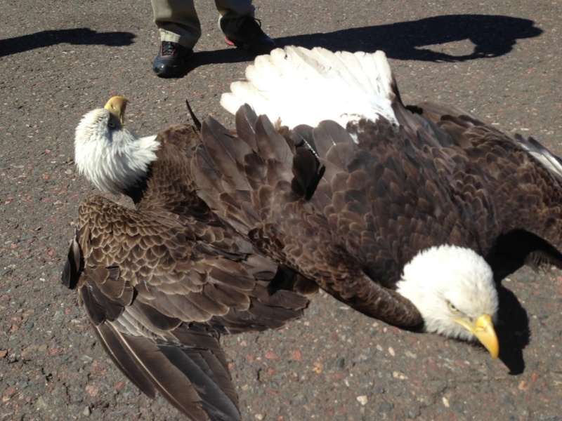  MAY 16, 2013 BY COUNT DOWN TO ZERO TIME Eagle Is Upside Down On White House Twitter Page Video Photo-10