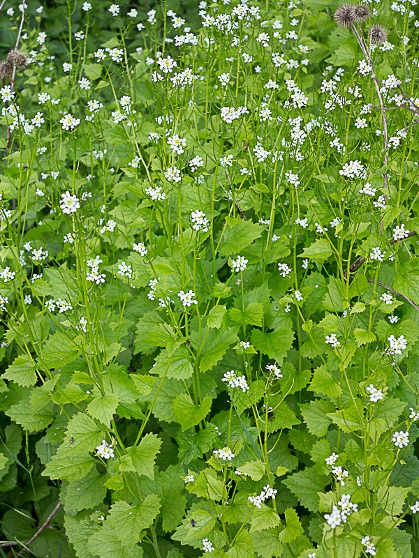 Découverte des plantes printanières en sous-bois de feuillus - Page 2 Alliai10