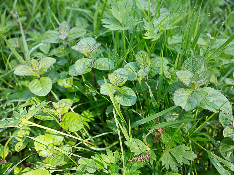 Découverte des plantes printanières en sous-bois de feuillus - Page 2 Menthe10