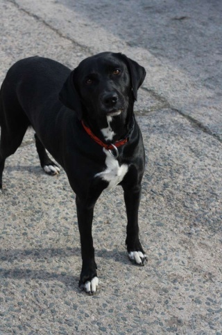 CALI chienne croisée labrador 4 ans (Asso GALIA 85) - ADOPTEE Cali110