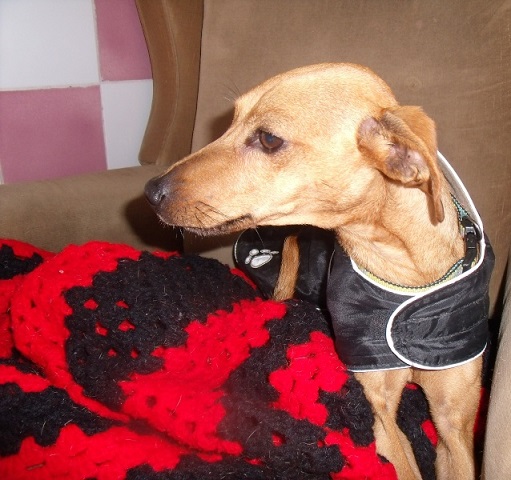 Adoption T'POL femelle pinscher fauve de 8 ans et 9 mois (59) 01229110