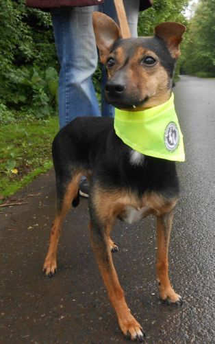 Adoption Chipie pinscher née en 2003(59) 500_b510