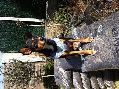 Adoption Savana x pinscher femelle d'un an (75) Image10