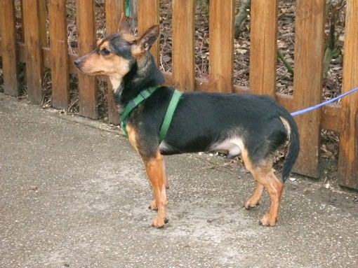 Adoption Oeillet pinscher noir et feu né en 2008.(80) Oeille10