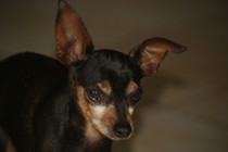 Adoption Balto pinscher adulte noir et feu (44) Thumb_10