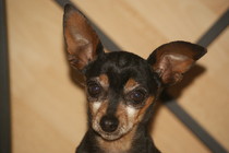 Adoption Balto pinscher adulte noir et feu (44) Thumb_11