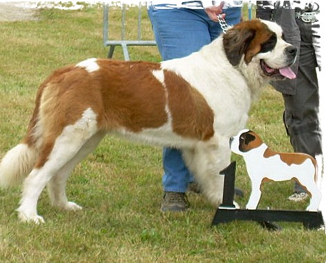 En concours, est-ce là que l'on voit la beauté du saint Bernard ? Baghee10