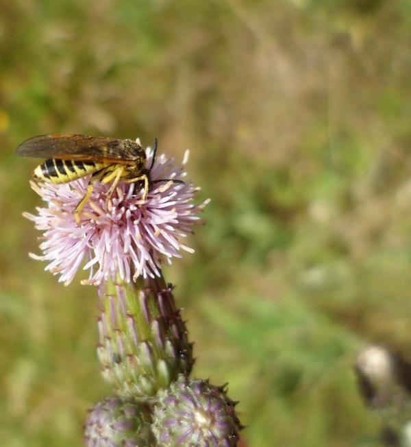 Concours photo n°2 Poule n°2 Sam_2210