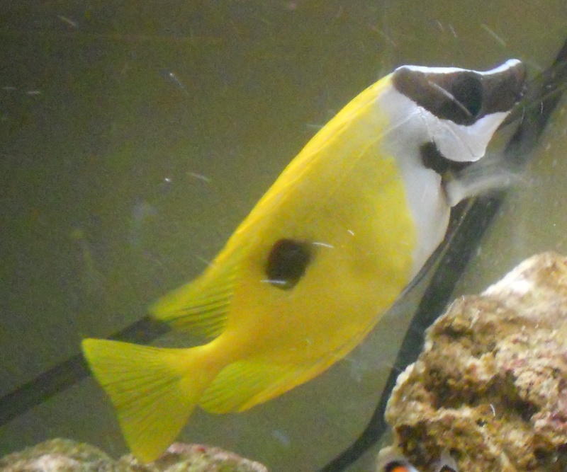 Siganus vulpinus Siganu10