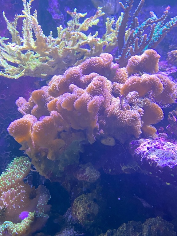 [PHOTO] Aquarium Récifale  Img_2713