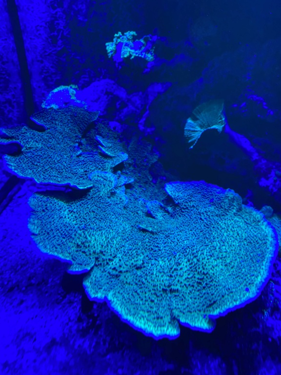 [PHOTO] Aquarium Récifale  - Page 2 Img_3017