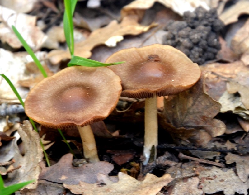 Champignons des bois 017a10