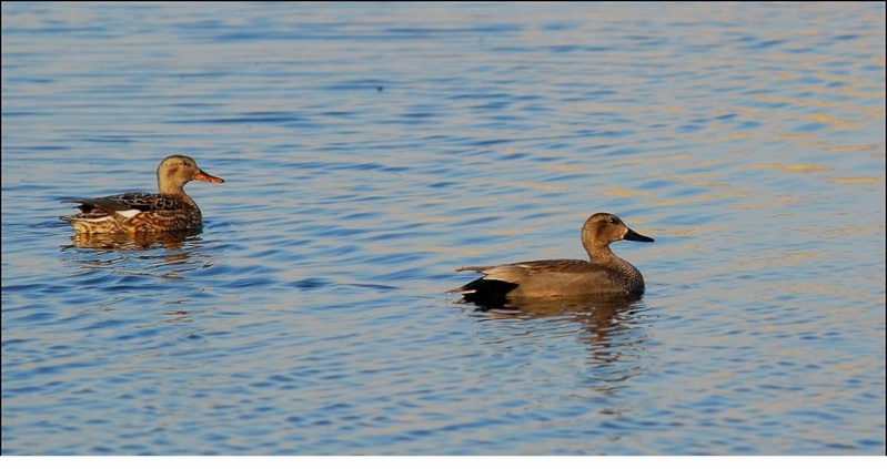 vote pour le  concours photo "en couple" (canard  uniquement ) Dsc_5410