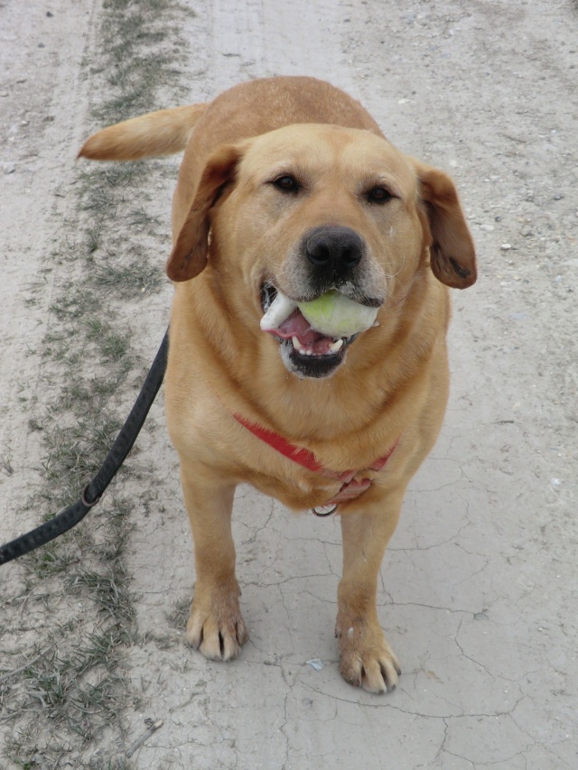 DICK - labrador 5 ans - Refuge de Filemon (80) Cimg7013