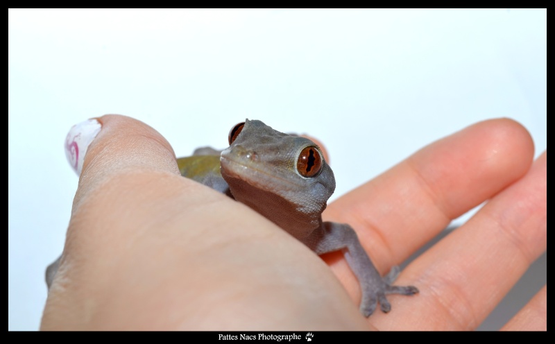 Mon Gekko auratus Dsc_0111