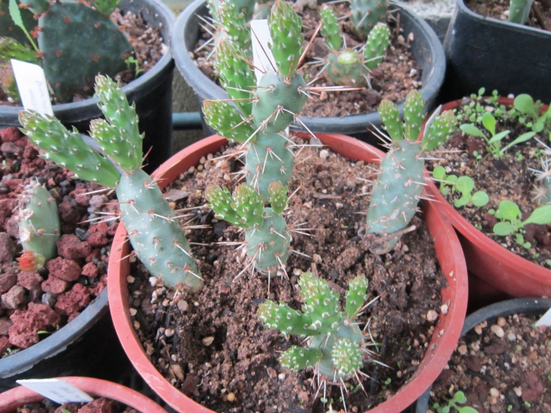 le premier arrosage des opuntia rustique leurs ont été bénéfique ..... Opunti13