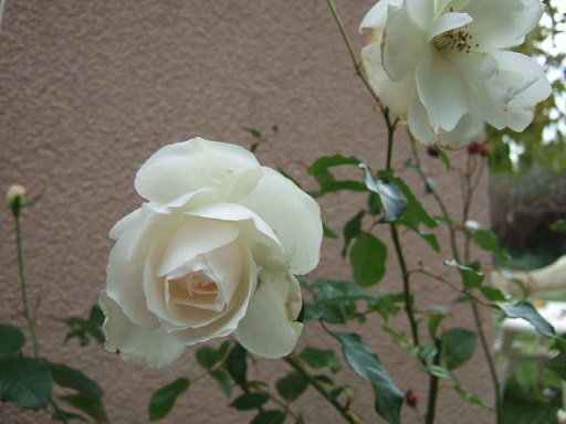Identification d'un rosier blanc 'Guirlande d'Amour' (à confirmer) Dscf2011