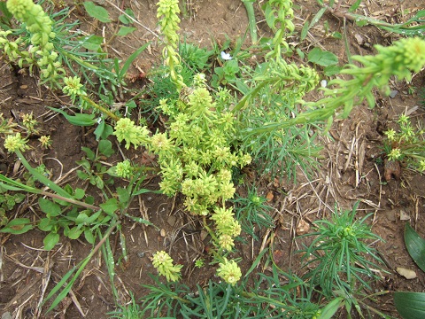 Euphorbia cyparissias - euphorbe petit cyprès Dscf3512