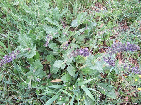 verbenaca - Salvia verbenaca - sauge à feuille de verveine Dscf3713