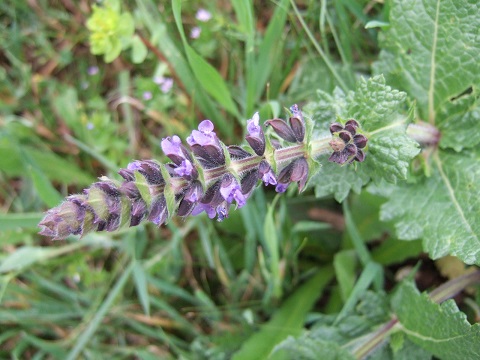 verbenaca - Salvia verbenaca - sauge à feuille de verveine Dscf3714