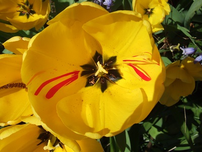 Tulipa - grands hybrides - tulipes chics et kitch (sections 1 à 11) - Page 5 Dscf4012