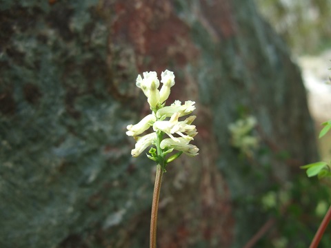 Ceratocapnos claviculata - corydale à vrilles Dscf4321