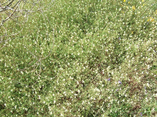 Ceratocapnos claviculata - corydale à vrilles Dscf4324