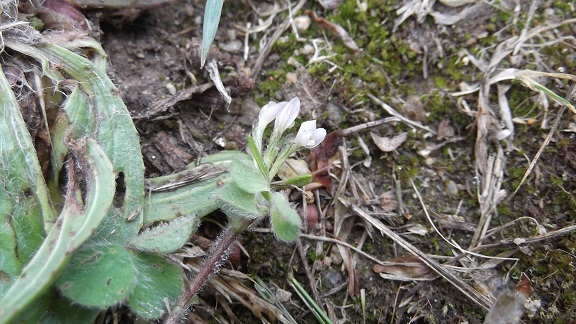 Trifolium subterraneum - trèfle enterré Dscf4731