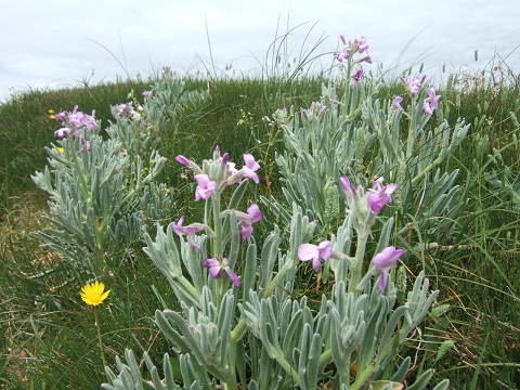 Matthiola sinuata - giroflée des dunes Dscf4816