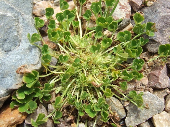 Trifolium suffocatum - trèfle étranglé Dscf4833