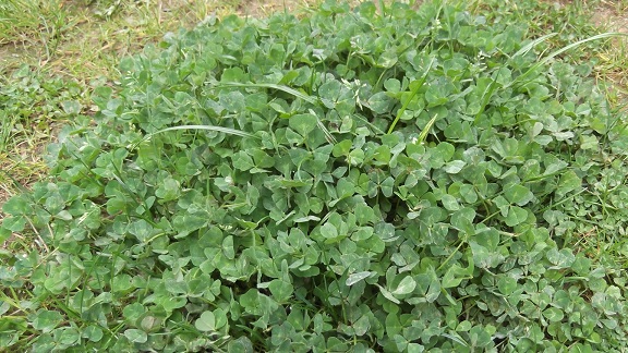 Trifolium subterraneum - trèfle enterré Dscf4837