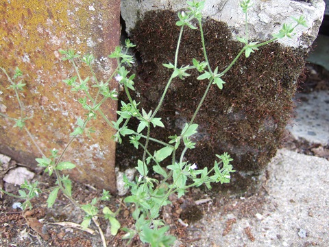 Campanula erinus - campanule à petites fleurs Dscf5210