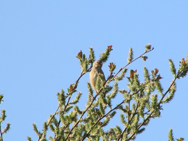 mes photos d'oiseaux a la mangeoire - Page 14 Img_2121