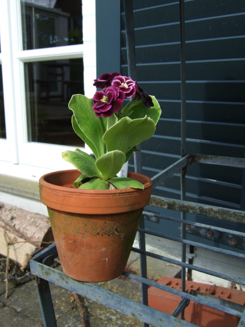 Gattung Primula - Primeln, Aurikeln, Schlüsselblumen Dscf5317