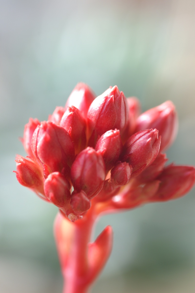 [ Kalanchoe blossfeldiana 'Calandiva' ] - Page 2 Pict3812