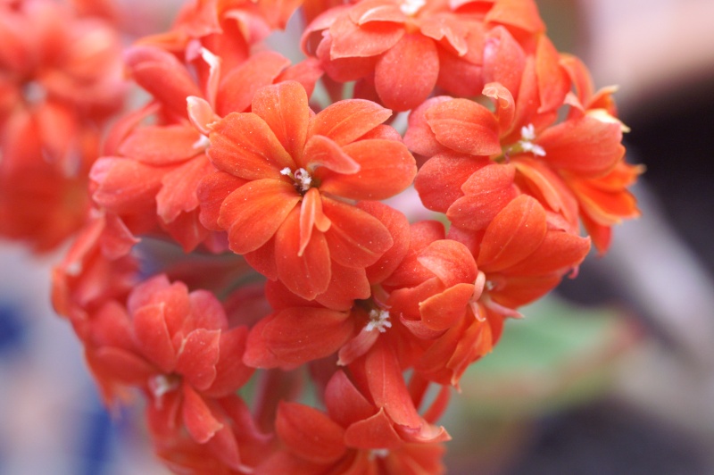 [ Kalanchoe blossfeldiana 'Calandiva' ] - Page 2 Pict4011