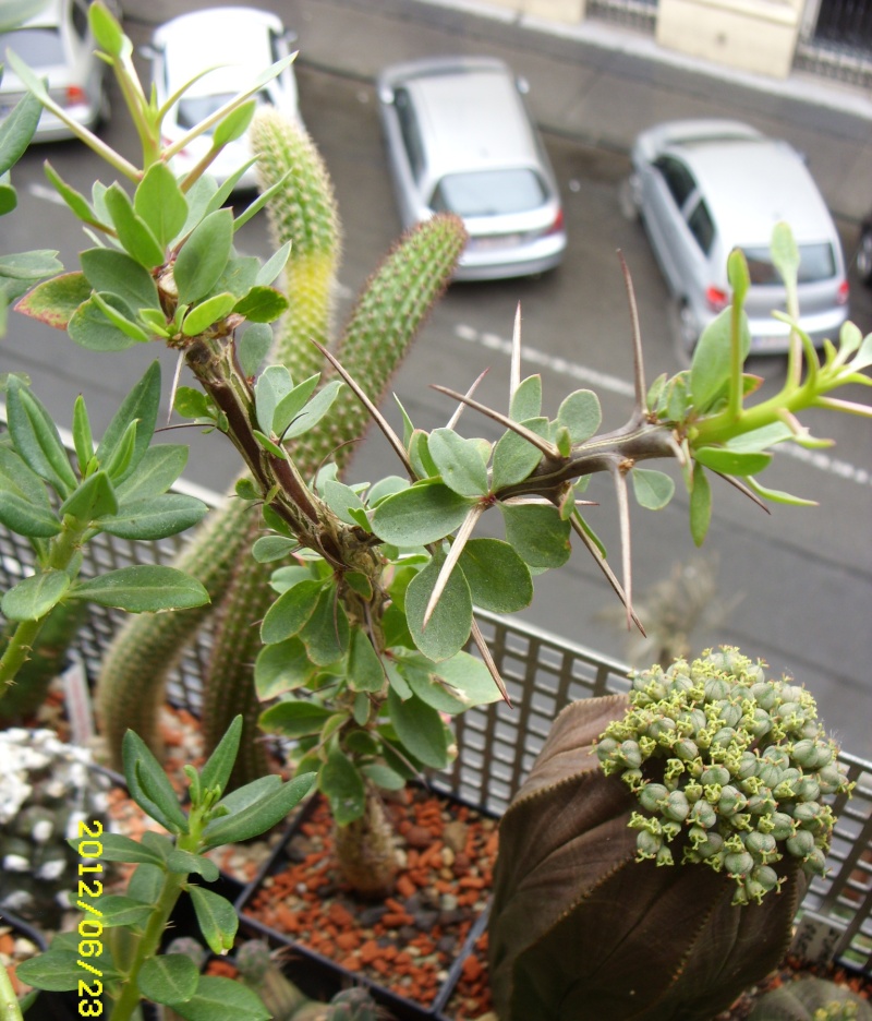 Fouquieria columnaris ( Syn. Idria columnaris ) - Fam. Fouquieriaceae Sdc11210